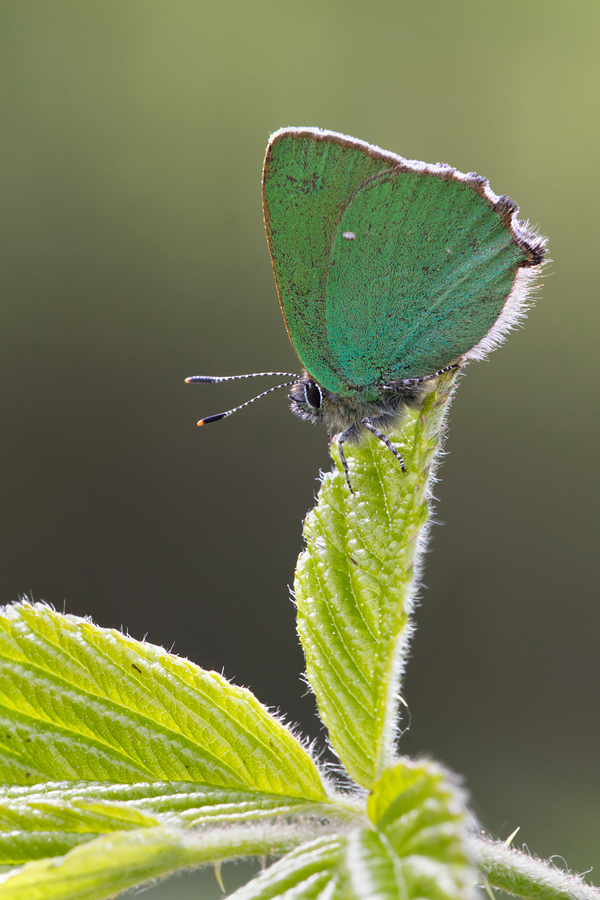 Green Hairstreak 3